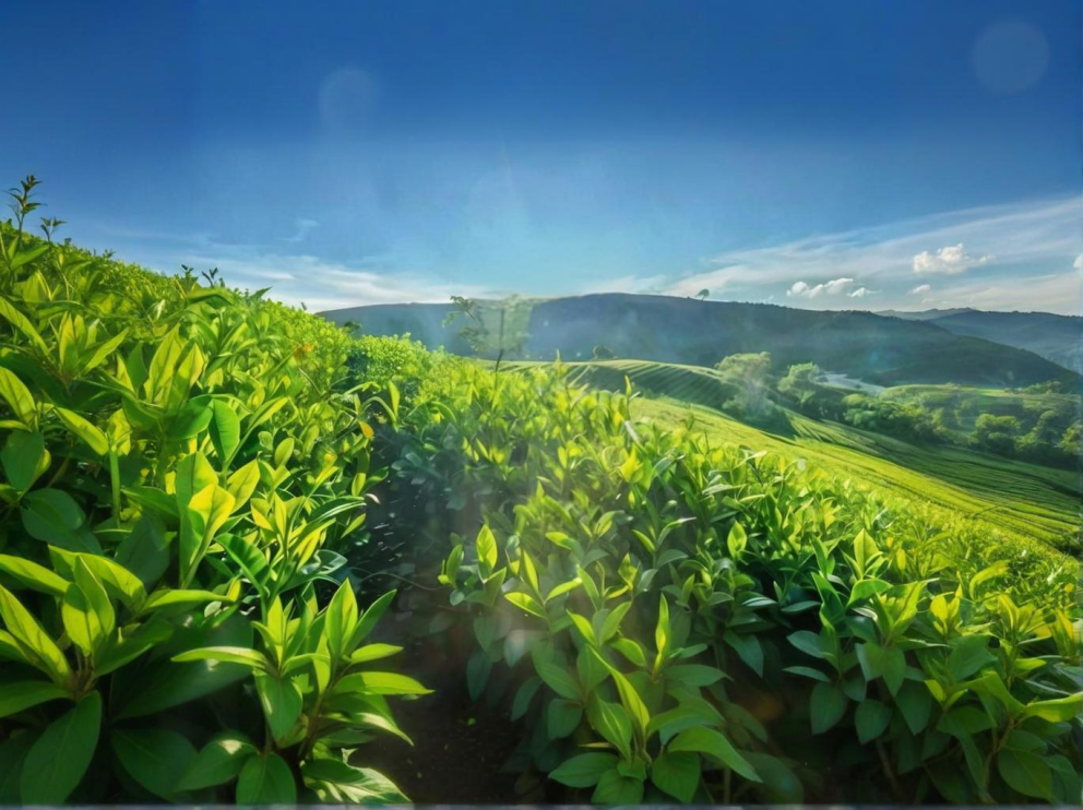 荼葉生產地配置了萊恩德農藥殘留檢測儀，提升茶葉銷售市場